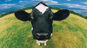 cow