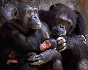 chimps