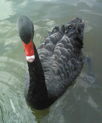 black swan