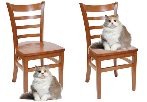 cat and chair