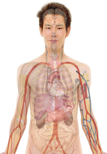 male body organs