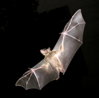 bat