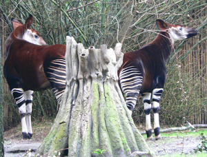 okapis