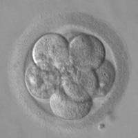 embryo