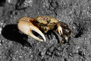 crab