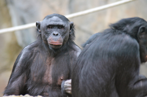 bonobos