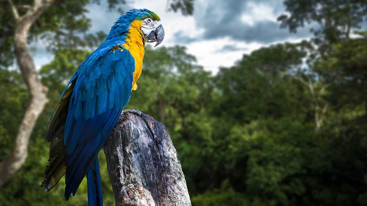 Amazon parrot dissertation