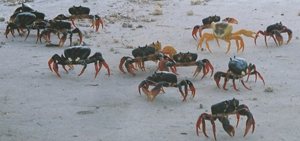 crabs