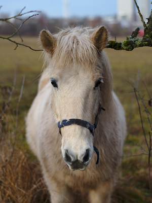 horse