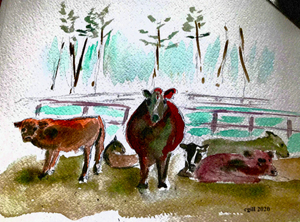 cows