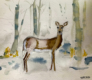 deer