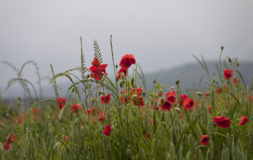 poppies