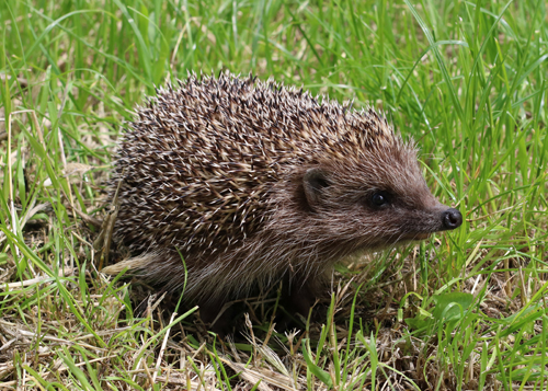 hedgehog