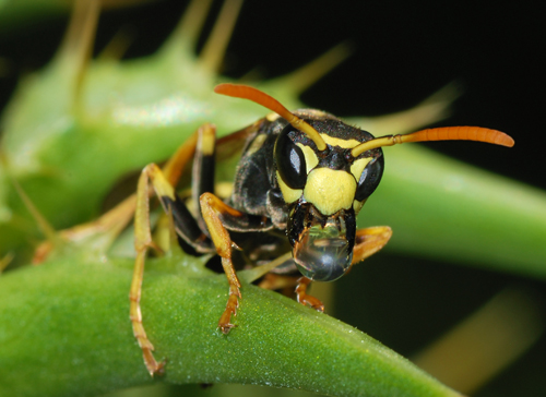 wasp