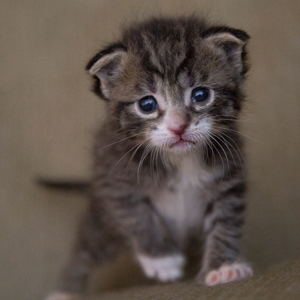 kitten