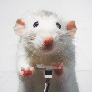 rat