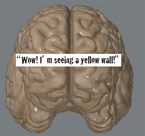 Scales of physical existence in the brain: Level 1